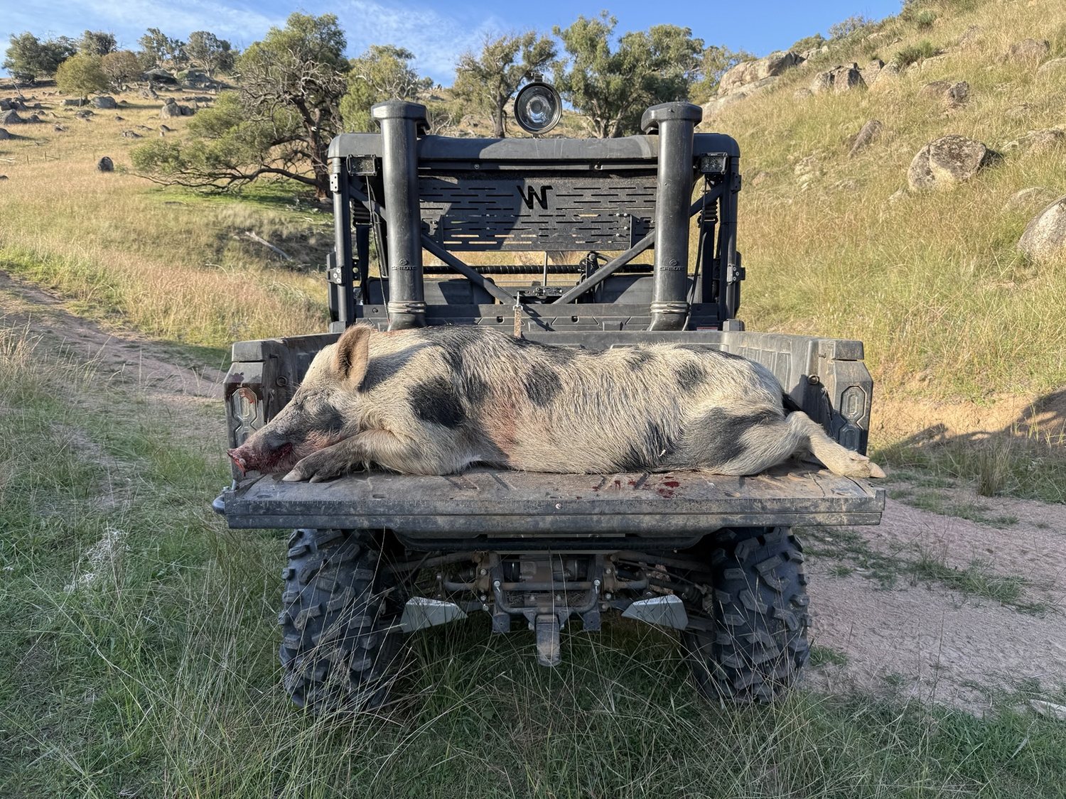 Large mob of feral goats spread across rocky grazing country