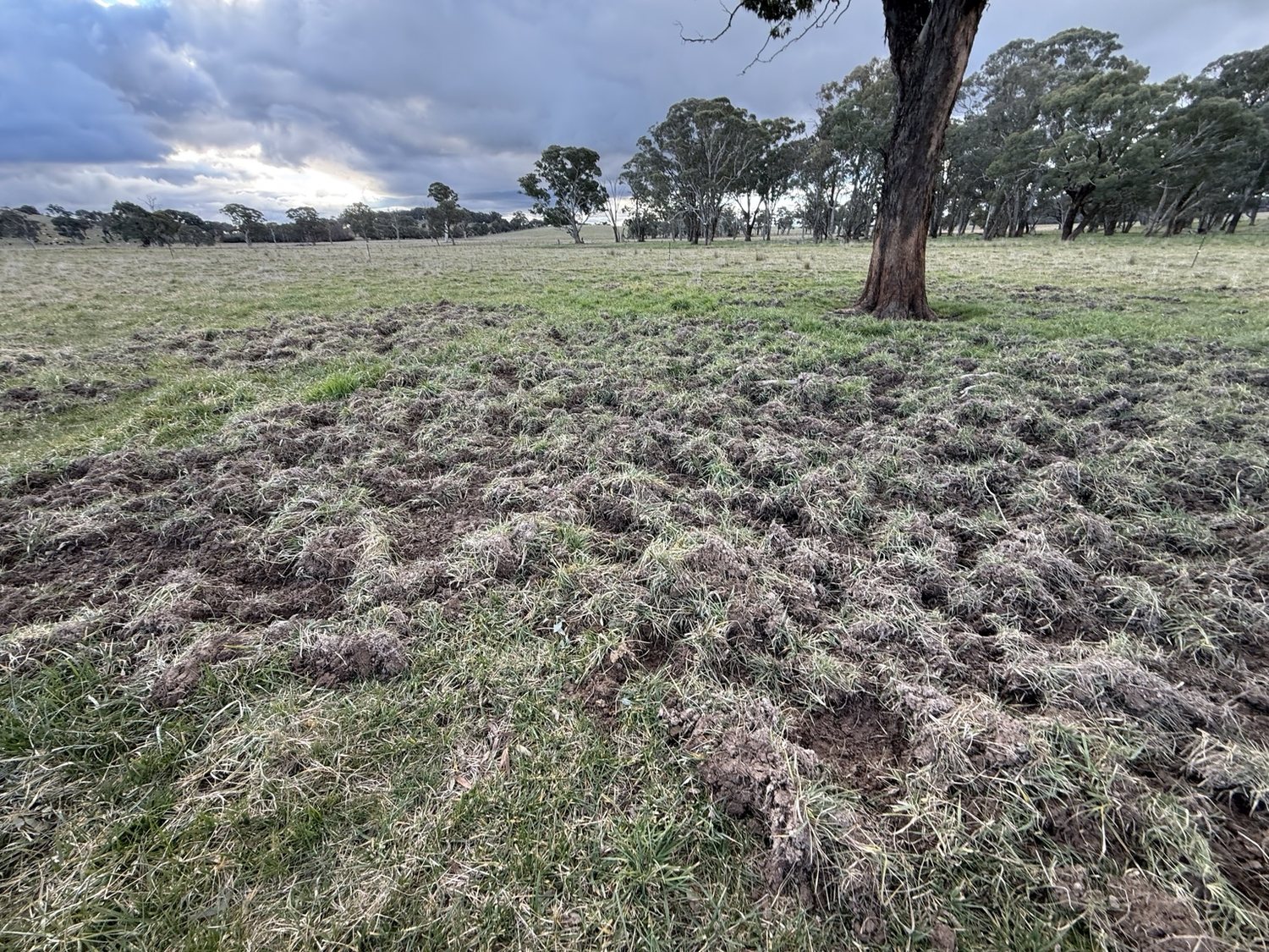 Extensive feral pig rooting damage across a grazing paddock