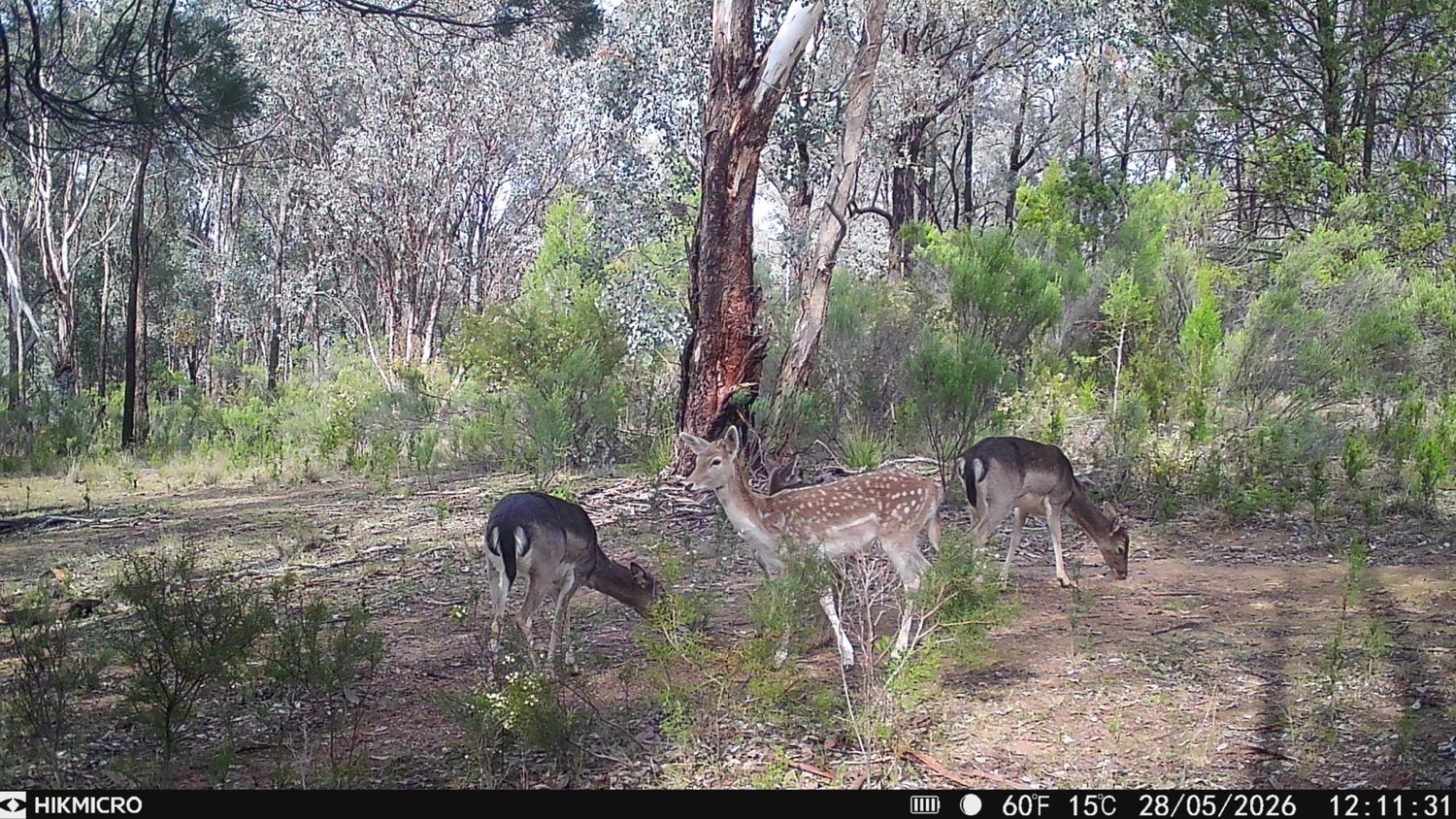 Fallow deer recorded by a trail camera