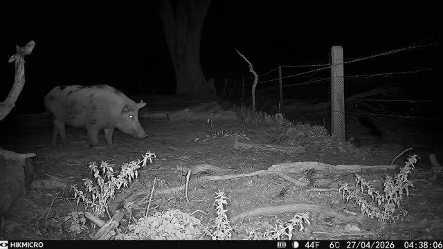 Feral pigs recorded by a trail camera at night
